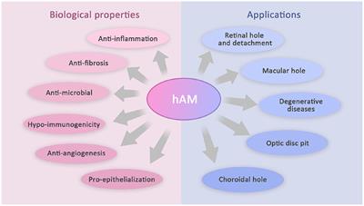 Application progress of human amniotic membrane in vitreoretinopathy: a literature review